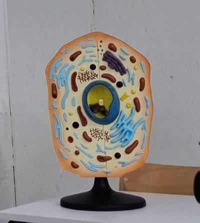 505930120_697042556400936_3045424098196334663_n